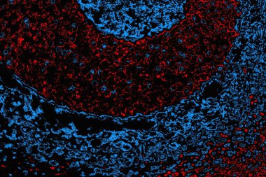 soyut mavi ve kırmızı doku, grunge arkaplan, boşluk duvar kağıdını kopyala