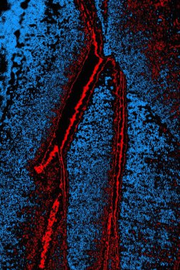 soyut mavi ve kırmızı doku, grunge arkaplan, boşluk duvar kağıdını kopyala