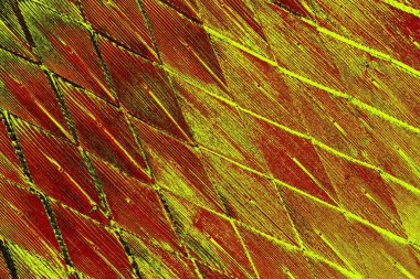  grunge arkaplanı, boşluk duvar kağıdını kopyala, soyut renkli doku arkaplanı