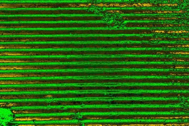 soyut yeşil doku arkaplanı, boşluk duvar kağıdını kopyala