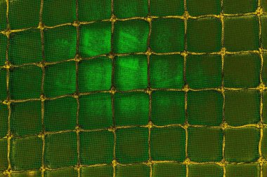soyut yeşil doku arkaplanı, boşluk duvar kağıdını kopyala