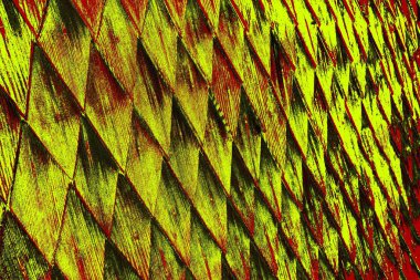  grunge arkaplanı, boşluk duvar kağıdını kopyala, soyut renkli doku arkaplanı