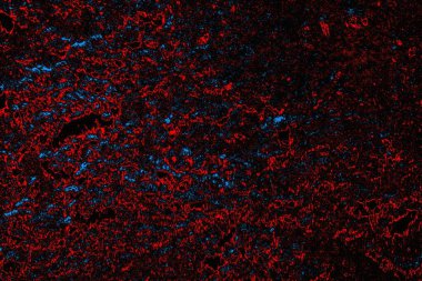 soyut mavi ve kırmızı doku, grunge arkaplan, boşluk duvar kağıdını kopyala