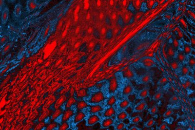 soyut mavi ve kırmızı doku, grunge arkaplan, boşluk duvar kağıdını kopyala