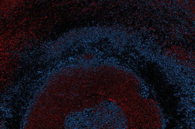 soyut mavi ve kırmızı doku, grunge arkaplan, boşluk duvar kağıdını kopyala