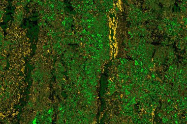 soyut yeşil doku arkaplanı, boşluk duvar kağıdını kopyala