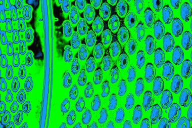 soyut yeşil doku, arkaplan, duvar kağıdını kopyala