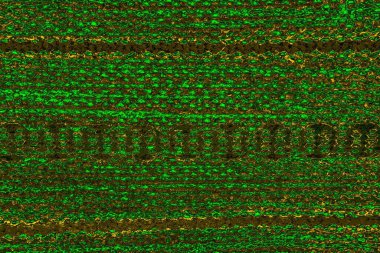 soyut yeşil doku arkaplanı, boşluk duvar kağıdını kopyala