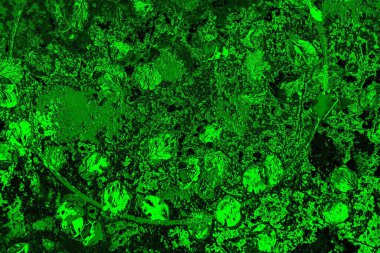 soyut yeşil doku arkaplanı, boşluk duvar kağıdını kopyala