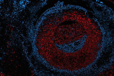 soyut mavi ve kırmızı doku, grunge arkaplan, boşluk duvar kağıdını kopyala