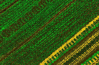 soyut yeşil doku arkaplanı, boşluk duvar kağıdını kopyala