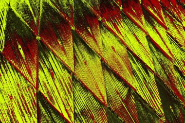  grunge arkaplanı, boşluk duvar kağıdını kopyala, soyut renkli doku arkaplanı