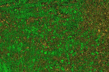 soyut yeşil doku arkaplanı, boşluk duvar kağıdını kopyala