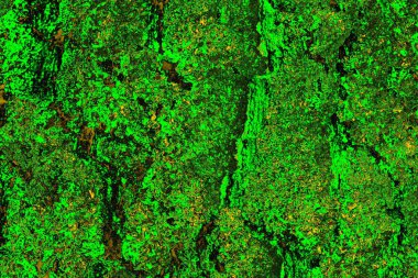 Soyut renk dokusu, grunge arkaplanı, boşluk duvar kağıdını kopyala