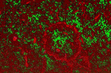 Boşluk duvar kağıdını, grunge arkaplanını, soyut renkli doku arkaplanını kopyala