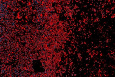 Kırmızı ve mavi renkli, soyut, esmer, pejmürde bir doku. Grunge arkaplanı, metin veya reklam için boşluk resmini kopyala