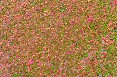 Duvar kağıdı için soyut renkli doku arkaplanı. Yaratıcı ve tasarım sanatı, eski duvar dokusu.