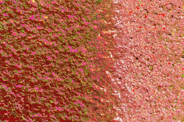 Duvar kağıdı için suluboya arka planının soyut renkli dokusu. Yaratıcı ve tasarım sanatı.