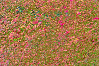 Duvar kağıdı için soyut renkli doku arkaplanı. Yaratıcı ve tasarım sanatı, eski duvar dokusu.