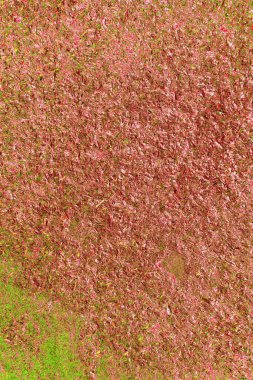 Arkaplan olarak kullanmak için duvarın resmi.