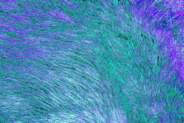 Yaban domuzu kürkü, vahşi hayvan, yaklaşın.