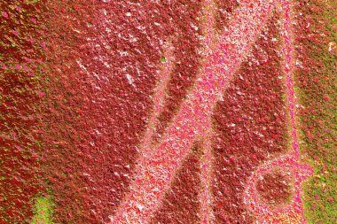 Duvar kağıdı için suluboya arka planının soyut renkli dokusu. Yaratıcı ve tasarım sanatı.