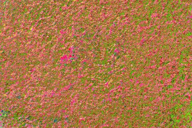 Duvar kağıdı için soyut renkli doku arkaplanı. Yaratıcı ve tasarım sanatı, eski duvar dokusu.