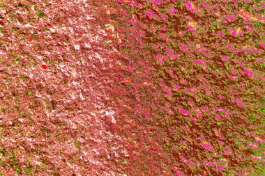 Duvar kağıdı için suluboya arka planının soyut renkli dokusu. Yaratıcı ve tasarım sanatı.