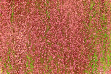 Soyut arkaplan. monokrom dokusu. resim siyah ve beyaz tonları içerir.