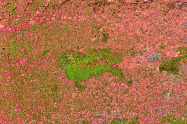 kopyalama alanı duvar kağıdı, soyut renkli doku arkaplanı, yaratıcı ve tasarım sanatı