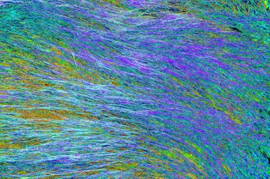 Yaban domuzu kürkü, vahşi hayvan, yaklaşın.