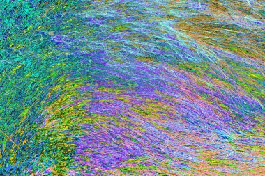 Yaban domuzu kürkü, vahşi hayvan, yaklaşın.