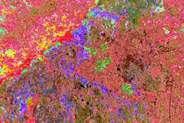 Taşların üzerinde bitkiler