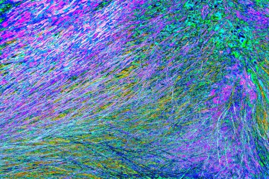 Yaban domuzu kürkü, vahşi hayvan, yaklaşın.