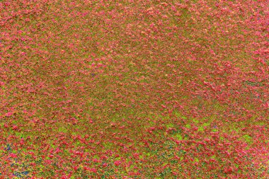 yaratıcı ve tasarım sanatı, kopyalama alanı duvar kağıdı, soyut renkli doku arkaplanı  