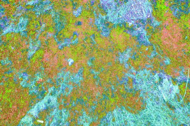 Yangın sonrası çorak arazi: kuru zemin, yanmış kuru saman