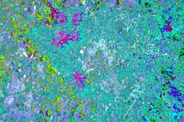 Taşların üzerinde bitkiler