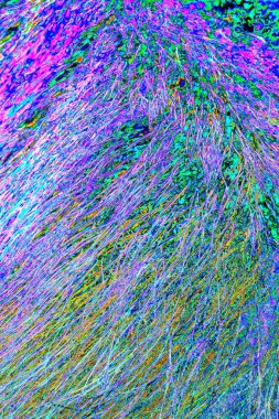 Yaban domuzu kürkü, vahşi hayvan, yaklaşın.