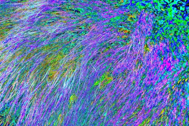 Yaban domuzu kürkü, vahşi hayvan, yaklaşın.