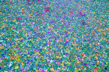 Yere düşen sarı yapraklar