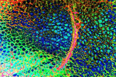 Polistiren köpük yakın plan. Bir sürü küçük ve büyük kabarcıklar stiroköpük doku arkaplanı.