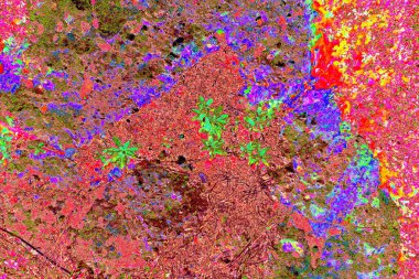 Taşların üzerinde bitkiler