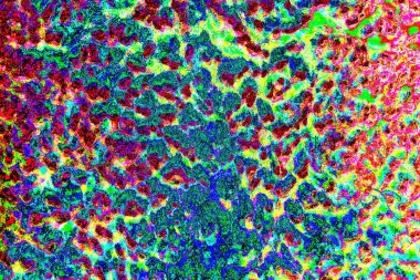 İşlemde koyun yünü