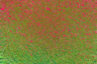 Soyut neon renkler çizik ve çatlaklarla dokulu duvar. 