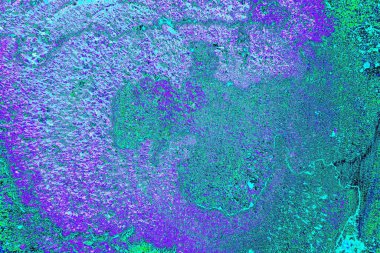 Bahçede yeni kesilmiş bir ağaç kütüğü