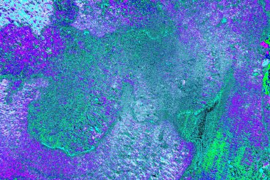 Bahçede yeni kesilmiş bir ağaç kütüğü