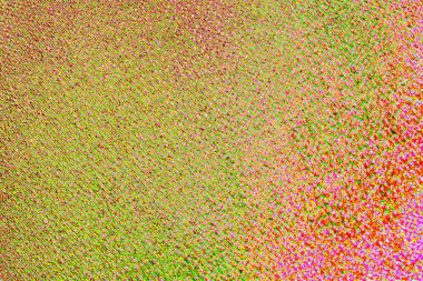 yaratıcı ve tasarım sanatı, kopyalama alanı duvar kağıdı, soyut renkli doku arkaplanı  