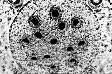 Soyut arkaplan. monokrom dokusu. resim siyah ve beyaz tonları içerir.