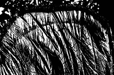 Bahçede yeni kesilmiş bir ağaç kütüğü