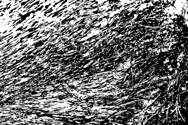 Yaban domuzu kürkü, vahşi hayvan, yaklaşın.